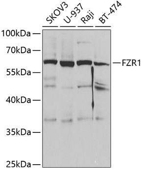 Western blot - FZR1 Polyclonal Antibody 