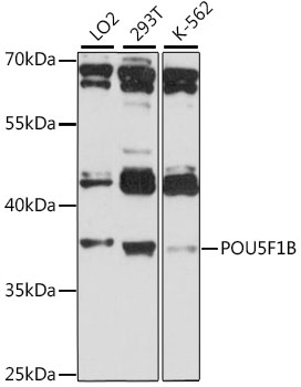 Western blot - POU5F1B Polyclonal Antibody 