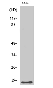 Fig1:; Western Blot analysis of various cells using LMO3 Polyclonal Antibody