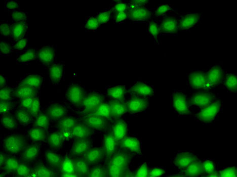 Immunofluorescence - GGH Polyclonal Antibody 