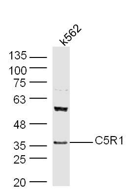 Fig1: Protein: k562(human) lysate at 40ug;; Primary: rabbit Anti-C5R1 at 1:300;; Secondary: HRP conjugated Goat-Anti-rabbit IgG(bs-0295G-HRP) at 1: 5000;; Predicted band size: 39 kD; Observed band size: 36 kD