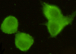 Immunocytochemistry stain of Hela using MECT1 / Torc1 mouse mAb (1:300).