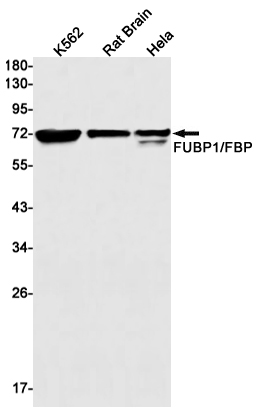 Western blot detection of FUBP1/FBP in K562,Rat Brain,Hela cell lysates using FUBP1/FBP Rabbit mAb(1:1000 diluted).Predicted band size:68kDa.Observed band size:74kDa.