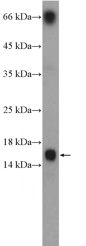 mouse spleen tissue were subjected to SDS PAGE followed by western blot with Catalog No:112401(LY6G5C Antibody) at dilution of 1:100