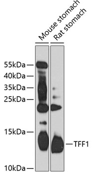 Western blot - TFF1 Polyclonal Antibody 
