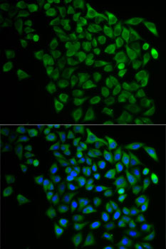 Immunofluorescence - NDEL1 Polyclonal Antibody 