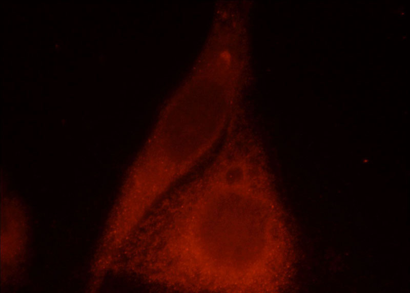 Immunofluorescent analysis of HepG2 cells, using CAMK2G antibody Catalog No:108920 at 1:25 dilution and Rhodamine-labeled goat anti-rabbit IgG (red).