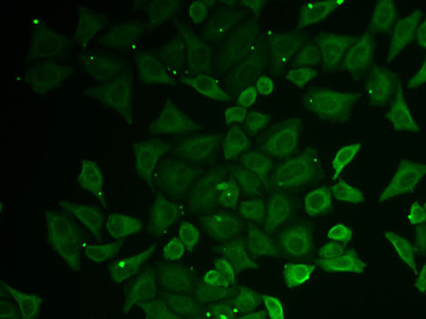 Immunofluorescence - C21orf33 Polyclonal Antibody 
