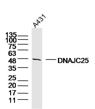 Fig1: Sample:A431 Cell(Human) Lysate at 40 ug; Primary: Anti-DNAJC25 at 1/300 dilution; Secondary: IRDye800CW Goat Anti-Rabbit IgG at 1/20000 dilution; Predicted band size: 42kD; Observed band size: 48kD