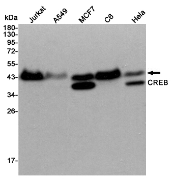 Western blot detection of CREB in Jurkat,A549,MCF7,C6 and Hela cell lysates using CREB mouse mAb (1:3000 diluted).Predicted band size:43KDa.Observed band size:43KDa.