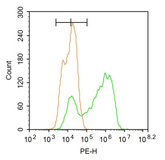 Fig3: Blank control:A549.; Primary Antibody (green line): Rabbit Anti-RBM20 antibody ; Dilution: 1μg /10^6 cells;; Isotype Control Antibody (orange line): Rabbit IgG .; Secondary Antibody : Goat anti-rabbit IgG-PE; Dilution: 3μg /test.; Protocol; The cells were fixed with 4% PFA (10min at room temperature)and then permeabilized with 90% ice-cold methanol for 20 min at-20℃. The cells were then incubated in 5% BSA to block non-specific protein-protein interactions for 30 min at at room temperature .Cells stained with Primary Antibody for 30 min at room temperature. The secondary antibody used for 40 min at room temperature. Acquisition of 20,000 events was performed.