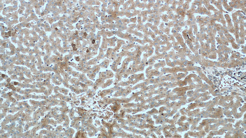 Immunohistochemistry of paraffin-embedded human liver tissue slide using Catalog No:107852(AIFM2 Antibody) at dilution of 1:200 (under 10x lens).