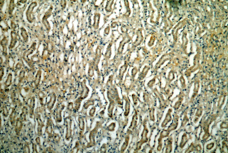 Immunohistochemical of paraffin-embedded human kidney using Catalog No:114013(PLSCR3 antibody) at dilution of 1:50 (under 10x lens)