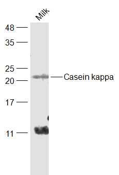 Fig1: Sample:; Milk(Cow) at 30 ug; Primary: Anti-Casein kappa at 1/1000 dilution; Secondary: IRDye800CW Goat Anti-Rabbit IgG at 1/20000 dilution; Predicted band size: 19 kD; Observed band size: 21 kD