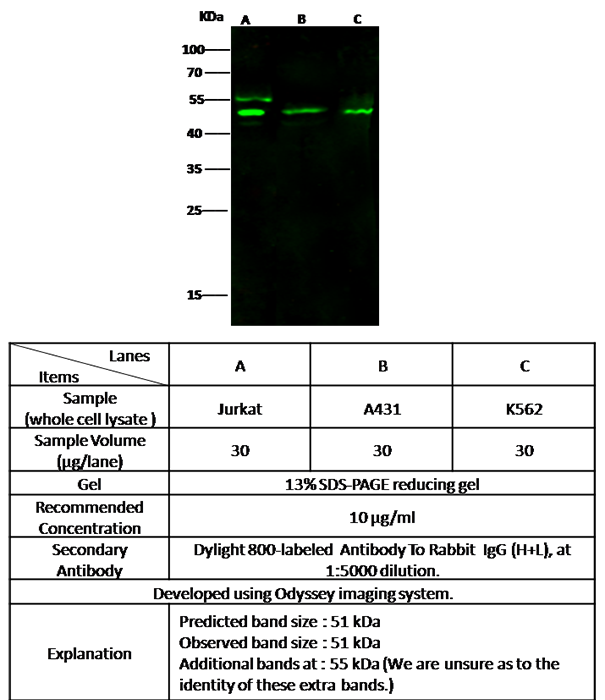 TUBG1 Antibody, Rabbit PAb, Antigen Affinity Purified, Western blot