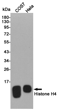 Western blot detection of Histone H4 in COS7 and Hela cell lysates using Histone H4 rabbit pAb (1:2000 diluted).Predicted band size:11kDa.Observed band size:11kDa.