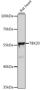 Western blot - TBX20 Polyclonal Antibody 