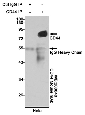 Immunoprecipitation analysis of Hela cell lysates using CD44 mouse mAb.