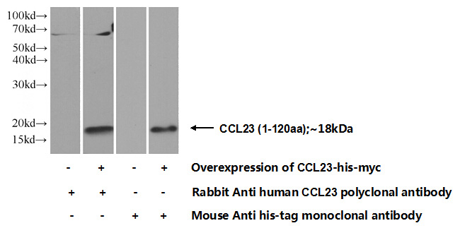 Transfected HEK-293 cells were subjected to SDS PAGE followed by western blot with Catalog No:109001(CCL23 Antibody) at dilution of 1:500