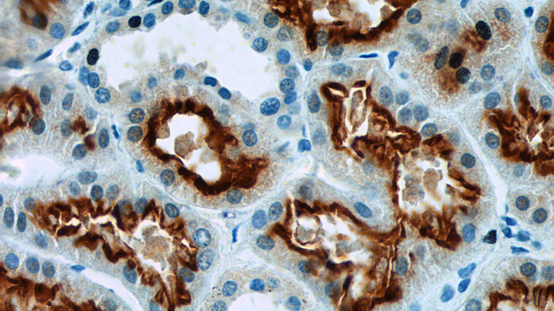 Immunohistochemistry of paraffin-embedded human kidney tissue slide using Catalog No:112898(MUPCDH Antibody) at dilution of 1:400 (under 40x lens)