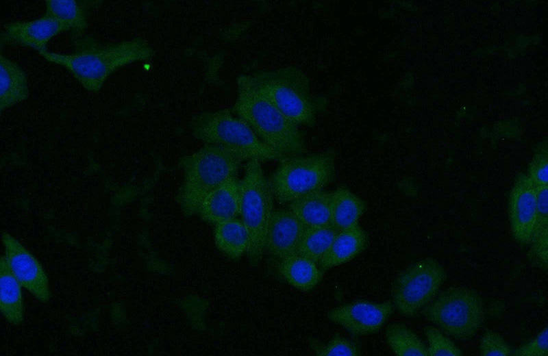 Immunofluorescent analysis of HeLa cells using Catalog No:107568(AKT Antibody) at dilution of 1:25 and Alexa Fluor 488-congugated AffiniPure Goat Anti-Mouse IgG(H+L)
