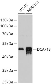 Western blot - DCAF13 Polyclonal Antibody 