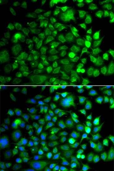 Immunofluorescence - OSGEP Polyclonal Antibody 