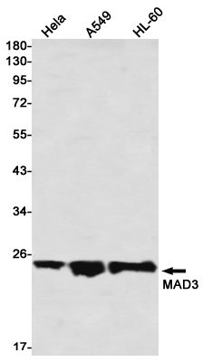 Western blot detection of MAD3 in Hela,A549,HL-60 using MAD3 Rabbit mAb(1:1000 diluted)