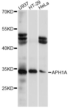 Western blot - APH1A Polyclonal Antibody 