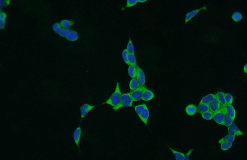 Immunofluorescent analysis of HEK-293 cells using Catalog No:115739(STT3A Antibody) at dilution of 1:50 and Alexa Fluor 488-congugated AffiniPure Goat Anti-Rabbit IgG(H+L)