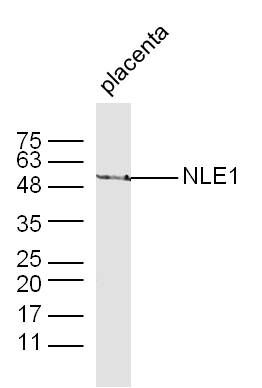 Fig2: Sample: Placenta (Mouse) Lysate at 40 ug; Primary: Anti-NLE1 at 1/300 dilution; Secondary: IRDye800CW Goat Anti-Rabbit IgG at 1/20000 dilution; Predicted band size: 53 kD; Observed band size: 53 kD