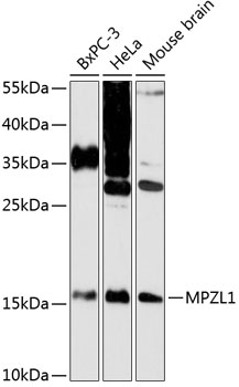 Western blot - MPZL1 Polyclonal Antibody 
