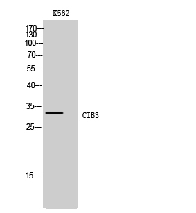 Fig1:; Western Blot analysis of K562 cells using CIB3 Polyclonal Antibody