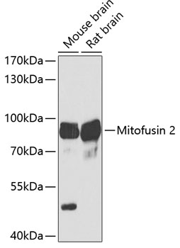 Western blot - Mitofusin 2 Polyclonal Antibody 