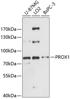 Western blot - PROX1 Polyclonal Antibody 