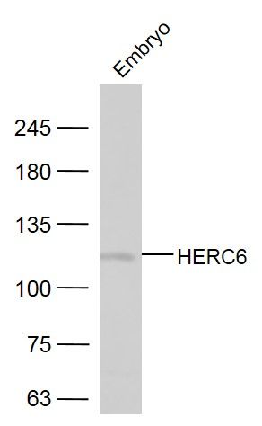 Fig1: Sample:; Embryo (Mouse) Lysate at 40 ug; Primary: Anti-HERC6 at 1/300 dilution; Secondary: IRDye800CW Goat Anti-Rabbit IgG at 1/20000 dilution; Predicted band size: 115 kD; Observed band size: 115 kD