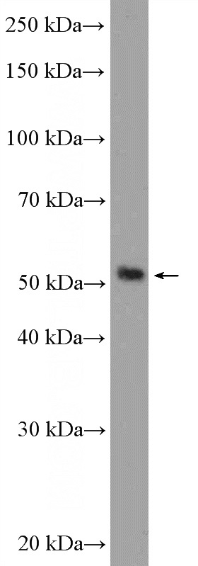 HepG2 cells were subjected to SDS PAGE followed by western blot with Catalog No:114701(RILPL1 Antibody) at dilution of 1:600