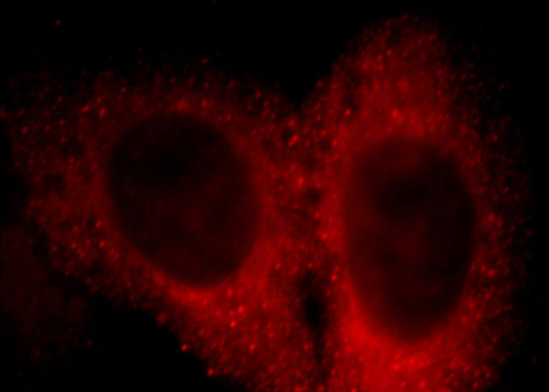 Immunofluorescent analysis of HepG2 cells, using Doc2B antibody Catalog No:109974 at 1:25 dilution and Rhodamine-labeled goat anti-rabbit IgG (red).