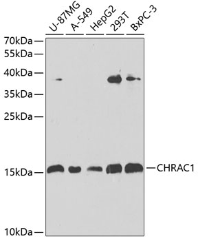 Western blot - CHRAC1 Polyclonal Antibody 