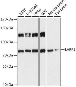 Western blot - LARP5 Polyclonal Antibody 