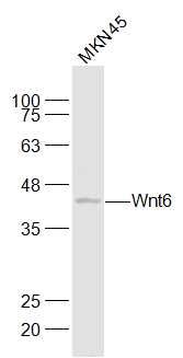 Fig2: Sample:; MKN45(Human) Cell Lysate at 30 ug; Primary: Anti-Wnt6 at 1/1000 dilution; Secondary: IRDye800CW Goat Anti-Rabbit IgG at 1/20000 dilution; Predicted band size: 38 kD; Observed band size: 42 kD