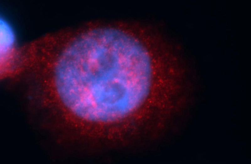 Immunofluorescent analysis of Hela cells, using MAP3K11 antibody Catalog No:112679 at 1:50 dilution and Rhodamine-labeled goat anti-rabbit IgG (red). Blue pseudocolor = DAPI (fluorescent DNA dye).