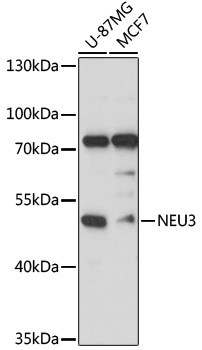 Western blot - NEU3 Polyclonal Antibody 