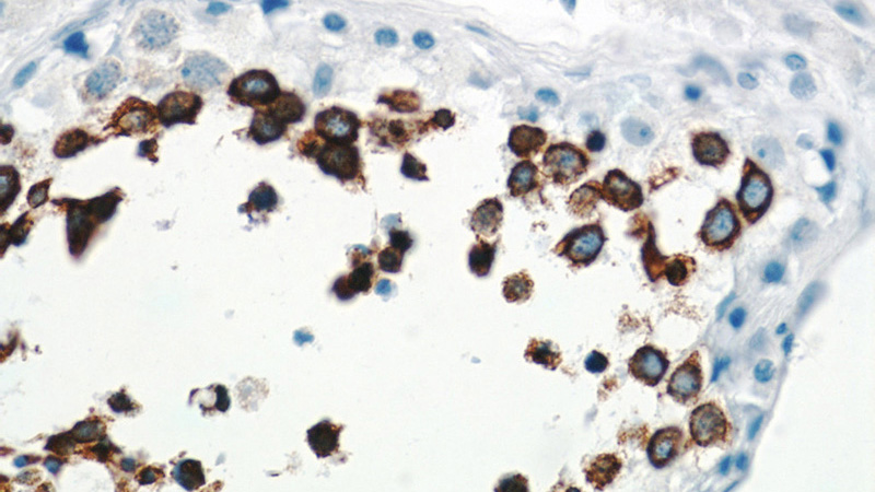Immunohistochemistry of paraffin-embedded human testis tissue slide using Catalog No:108825(CLGN Antibody) at dilution of 1:50 (under 40x lens)