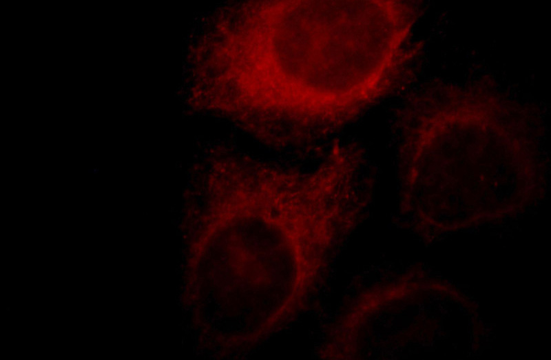 Immunofluorescent analysis of HepG2 cells, using COX15 antibody Catalog No:109484 at 1:25 dilution and Rhodamine-labeled goat anti-rabbit IgG (red).