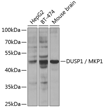Western blot - DUSP1 / MKP1 Polyclonal Antibody 