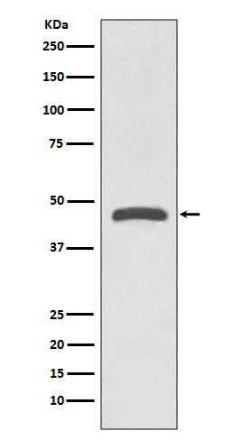 Western blot analysis of TSG101 expression in Jurkat cell lysate.