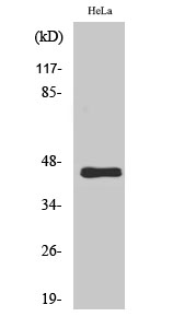 Fig1:; Western Blot analysis of various cells using GPR38 Polyclonal Antibody