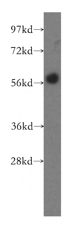 HeLa cells were subjected to SDS PAGE followed by western blot with Catalog No:111121(GPR183 antibody) at dilution of 1:300