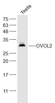 Fig2: Sample:; Testis(Mouse) Cell Lysate at 40 ug; Primary: Anti-OVOL2 at 1/300 dilution; Secondary: IRDye800CW Goat Anti-Rabbit IgG at 1/20000 dilution; Predicted band size: 30 kD; Observed band size: 30 kD
